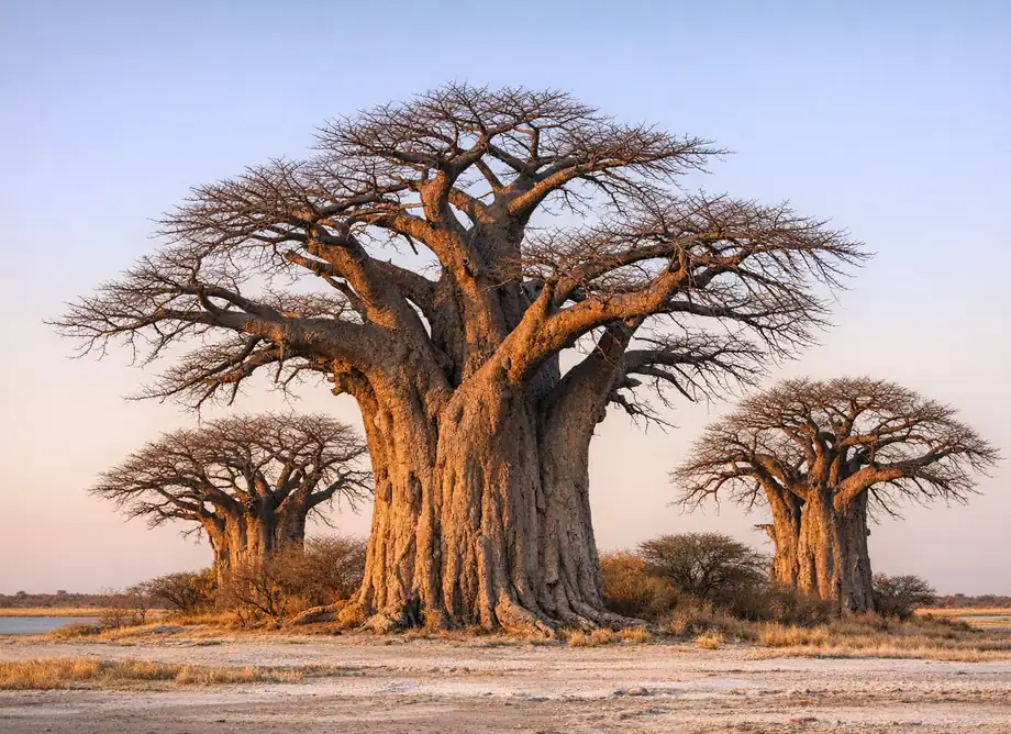 Botswana eSIM – 5GB / 30 dagen